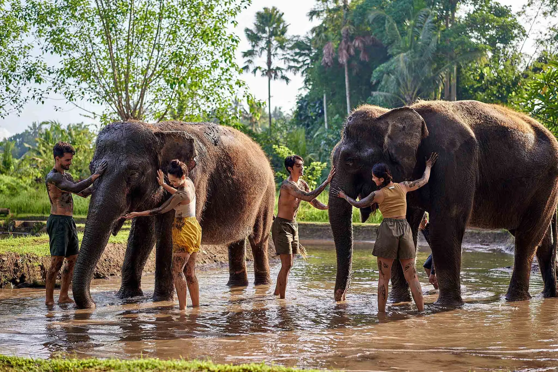 Elephant Mud Fun - Bali Animal Park